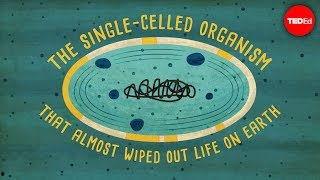 单细胞生物视频,单细胞生物的生存智慧与生命奇迹