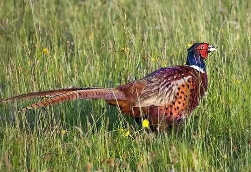 猎野鸡视频,揭秘野外狩猎的惊险瞬间