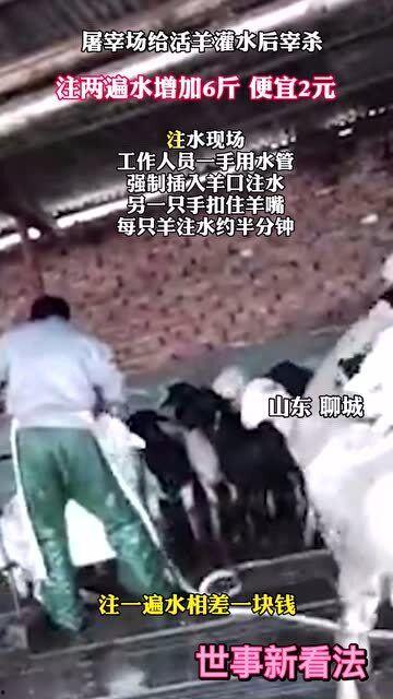活羊注水视频,视频揭示养殖黑幕