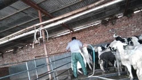 活羊注水视频,视频揭示养殖黑幕